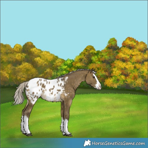 Horse Color:White Spotted Silver Buckskin Dun Splash Blanket 