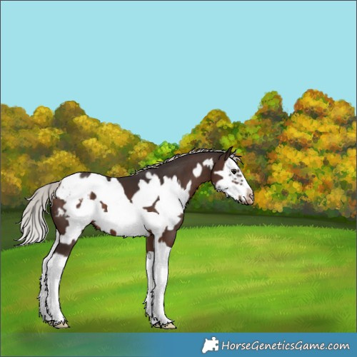 Horse Color:White Spotted Silver Brown Splash Frame Blanket 