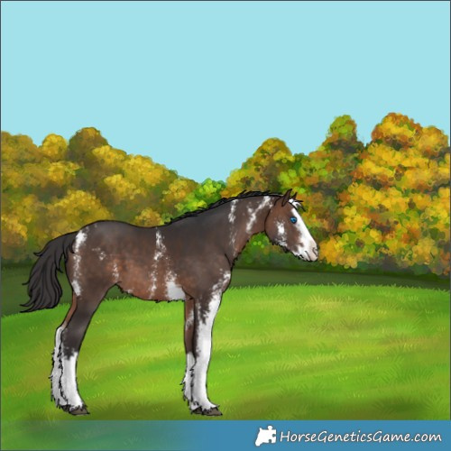 Horse Color:Brown Sabino Splash 