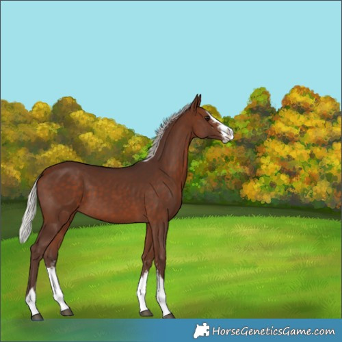 Horse Color:Silver Bay Sabino Splash 