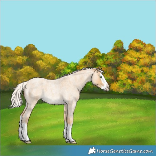 Horse Color:White Spotted Silver Amber Cream Champagne Roan Splash 