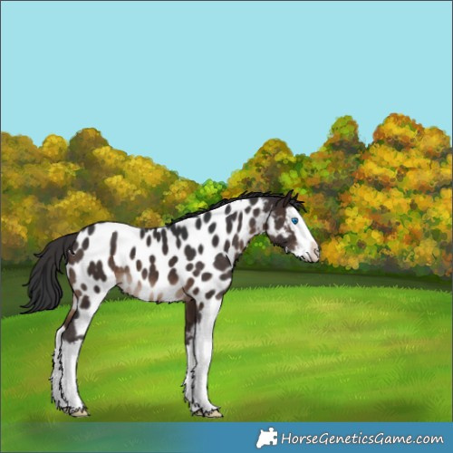 Horse Color:White Spotted Brown Splash Appaloosa 