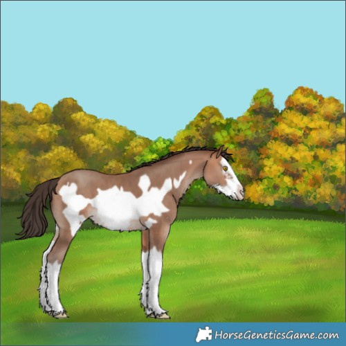 Horse Color:White Spotted Amber Champagne Splash Frame 