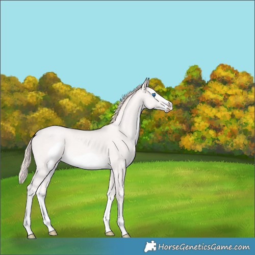 Horse Color:White Spotted Perlino Splash Frame 