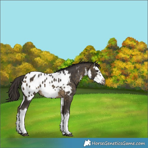 Horse Color:White Spotted Buckskin Splash Frame Appaloosa 