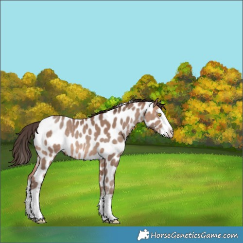 Horse Color:White Spotted Amber Champagne Splash Appaloosa 