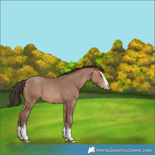Horse Color:White Spotted Amber Champagne Splash 