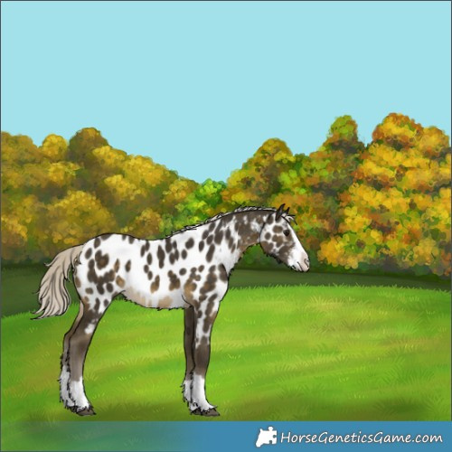 Horse Color:Silver Buckskin Sabino Splash Appaloosa 