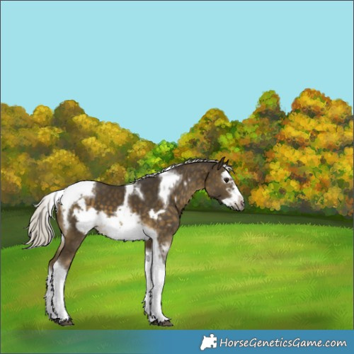 Horse Color:White Spotted Silver Buckskin Splash Tobiano Frame 