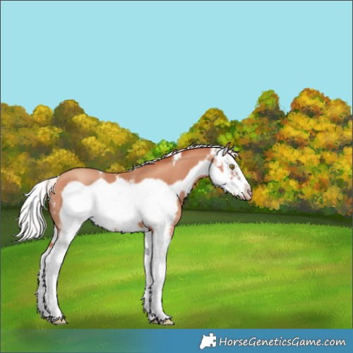 Horse Color:Silver Amber Champagne Sabino Splash Frame 