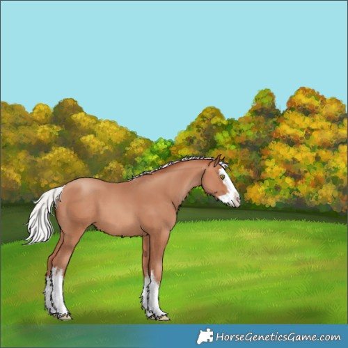 Horse Color:White Spotted Silver Amber Champagne Splash 