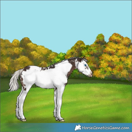 Horse Color:White Spotted Silver Bay Splash Frame Appaloosa 