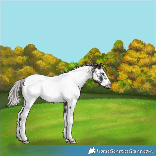 Horse Color:Silver Brown Sabino Splash Frame Appaloosa 