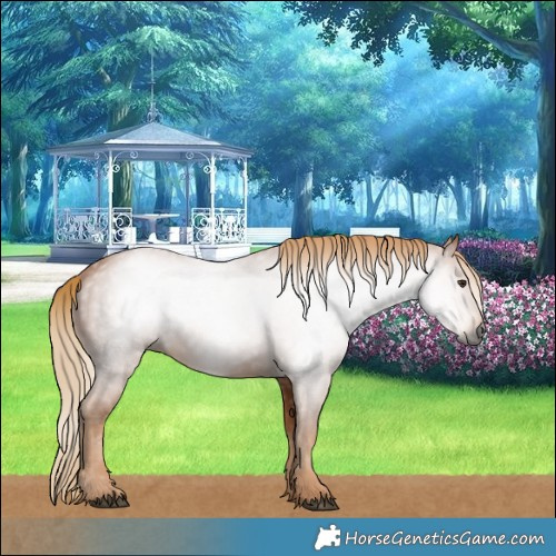 Horse Color:Gray Chestnut 