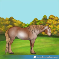Horse Color:Gray Chestnut