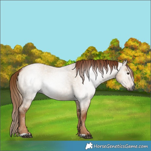 Horse Color:Gray Red Dun Roan 