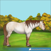 Horse Color:Gray Red Dun Roan 