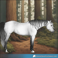 Horse Color:Gray Blue Roan 