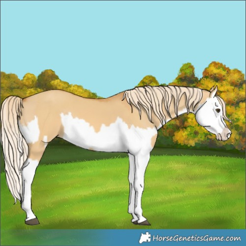 Horse Color:Palomino Dun Splash  and Palomino Dun Splash 