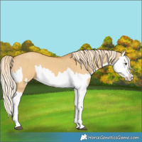 Horse Color:Palomino Dun Splash  and Palomino Dun Splash 
