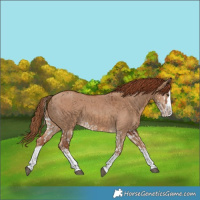 Horse Color:Red Dun Splash and Red Dun Splash