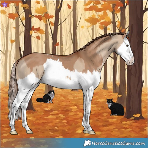 Horse Color:Red Dun Splash and Red Dun Splash