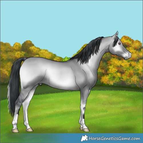 Horse Color:Brown Chinchilla Onyx 