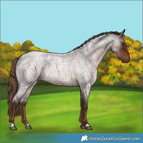 Horse Color:Liver Red Roan 