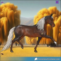 Horse Color:Liver Chestnut Mushroom Rabicano 