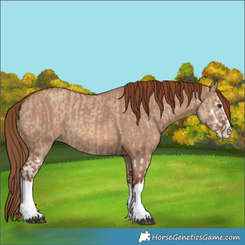 Horse Color:Red Dun Splash  and Red Dun Splash 