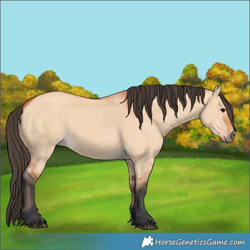 Horse Color:Bay Dun 