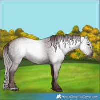Horse Color:Gray Chestnut