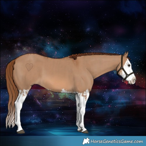 Horse Color:Red Dun Splash  and Red Dun Splash 