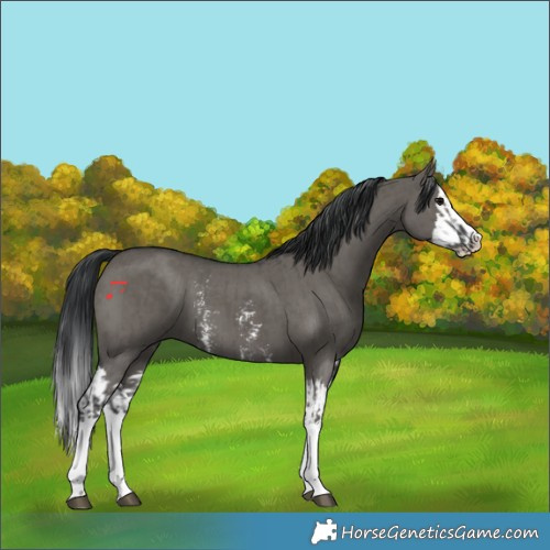Horse Color:Grullo Sabino Splash  and Grullo Sabino Splash 