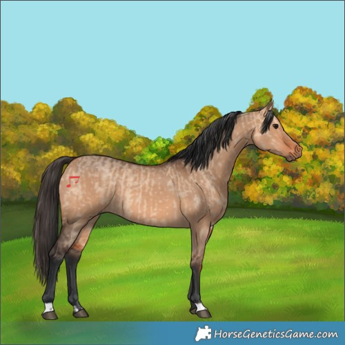 Horse Color:Bay Dun  and Bay Dun 