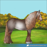 Horse Color:Gray Chestnut 
