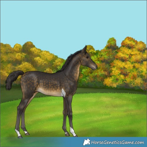 Horse Color:Buckskin Tobiano 