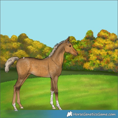 Horse Color:Chocolate Palomino Dun Tobiano Rabicano 