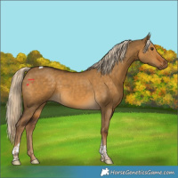 Horse Color:Chocolate Palomino Dun Tobiano Rabicano 