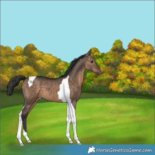 Horse Color:Bay Dun Tobiano 