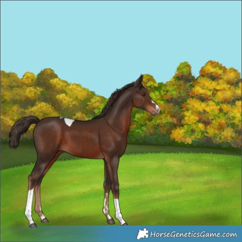 Horse Color:Liver Chestnut Tobiano 