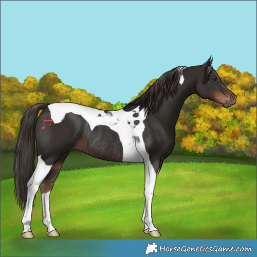 Horse Color:Liver Chestnut Tobiano Rabicano 