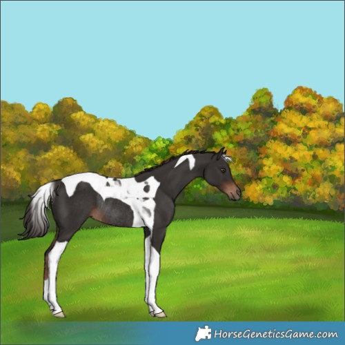 Horse Color:Liver Chestnut Tobiano Rabicano 