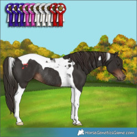 Horse Color:Liver Chestnut Tobiano Rabicano 
