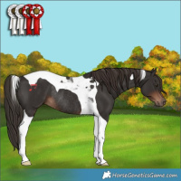 Horse Color:Liver Chestnut Tobiano Rabicano 