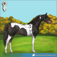 Horse Color:Liver Chestnut Tobiano Rabicano 