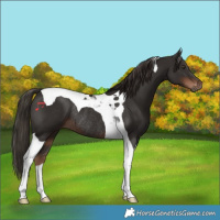 Horse Color:Liver Chestnut Tobiano Rabicano