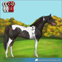 Horse Color:Liver Chestnut Tobiano Rabicano 