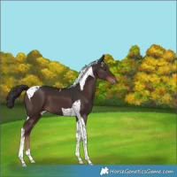 Horse Color:Liver Chestnut Tobiano 