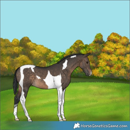 Horse Color:Brown Dun Tobiano 